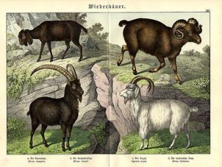 1880 Schubert Natural History #25 cashmere goat, argali, pygmy goat