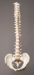 Life Size Human Skeleton Spine Vertebral Column Halloween Prop, NEW