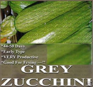30 ZUCCHINI GREY Squash seeds ~ PERFECT FOR FRYING 5 8  open 