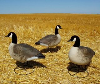 AVERY GHG PRO LESSER CANADA GOOSE ACTIVE DECOYS NEW