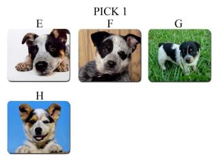   Blue Red Heeler Dog Puppy Puppies E H Large Mouse Pad Mat #PICK 1