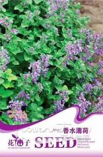 Perfume Catnip Seed ★ 40 Herb Seed Color Charming Fragrance Striking 