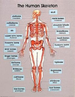 The Human Skeleton by Frank Frank Schaffer Publications Staff 2001 