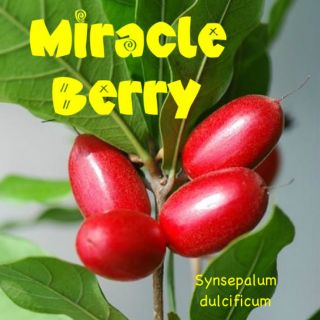 AMAZING ~MIRACLE FRUIT~ TREE Edible Berry Synsepalum dulcificum LIVE 