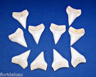 10 Pc Lot White Tip Sharks Teeth 15/16 24mm Upper Jaw Shark Tooth 