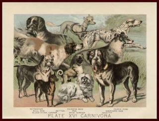   Dog Breeds, Masiff, Pug, Bulldog, Chinese Crested, Antique Chromo 1897