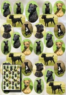 Patterdale Terrier Dog Gift Wrapping Paper   Starprint