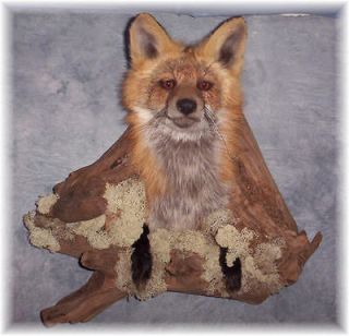 red fox mount in Fox & Coyote