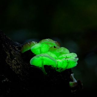 Glow in the dark mushroom Panellus stipticus bioluminescent habitat 