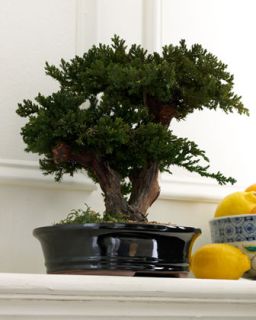 Preserved Bonsai Tree   The Horchow Collection