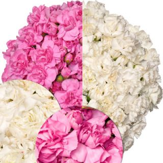 Mini Carnation Wedding Combination, 300 Stems   Hot Pink/ White 