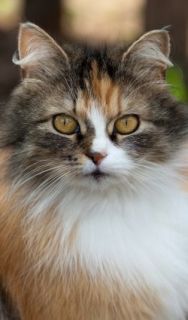 Antibiotics should not be used for cats with urinary tract infections 