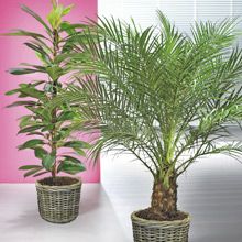 Pflanzen für bessere Atmosphäre, bessere Luft und bessere Optik