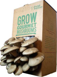 grow your own mushrooms kit by fungi futures  