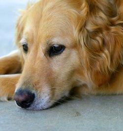 If your pet shows signs of straining during urination, is unable to 
