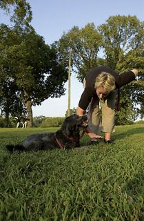 Dog Training starts with showing the canine what to do over and over 