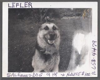 Vintage Polaroid Photo Sad German Shepherd Dog For Sale 793291