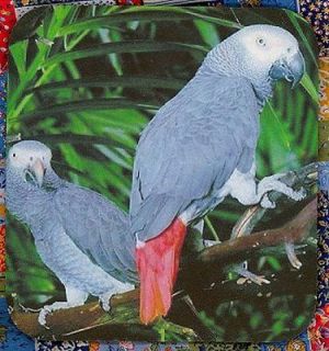 AFRICAN GREY PARROTS Heavy Rubber Backed Mousepad #0140