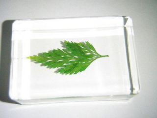Plant Leaf Specimen   Chinese Creeping Fern (Odontosoria chinensis)
