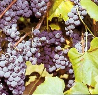 10) WHOLESALE Seedless type Grape Vines (Start Your Own Business 