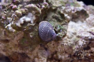Caribean Nerite Snail 25 Pack (Nerita sp.) Live Saltwater Invertebrate
