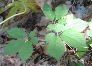 300 Hardy American Ginseng Seeds Grow Fresh Wild Roots