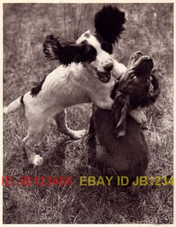 DOG Springer Spaniel & Irish Setter Puppies, 1941 Print