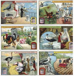 Useful Birds Rare Liebig Card Set 1904 Poultry Carrier Pigeon Pheasant 