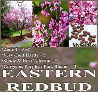 BULK Eastern Redbud Tree Seeds   Cercis canadensis VERY COLD HARDY Z 