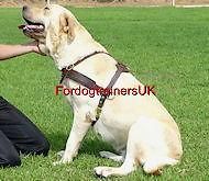 tracking walking leather dog harness h5 labrador more options colour