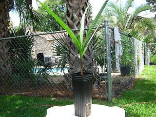 mule palm x butyagrus nabbonnandi one live plant time left