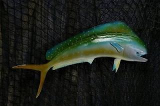 MAHI MAHI Fish 36 1/16 Giant Fiberglass Taxidermy Wallmount #3533
