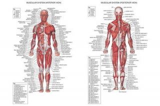 01 Human Body Anatomical Chart Muscular System 36x24 Poster