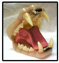TAXIDERMY/MODELLING * MOHR * MOUNTAIN LION LARGE * JAW & TONGUE SET 