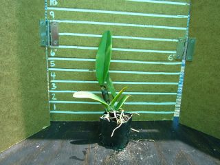 cattleya percivaliana species orchid  18 00 buy