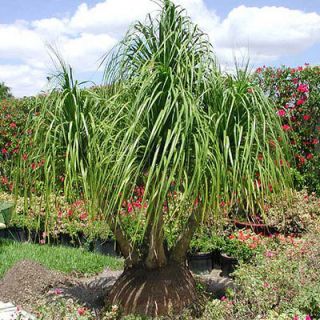beaucarnea guatemalensis red ponytail palm seeds  3