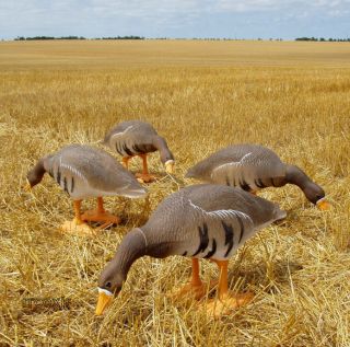   BIGFOOT FULL BODY SPECKLEBELLY WHITE FRONTED GOOSE FEEDER DECOYS NEW