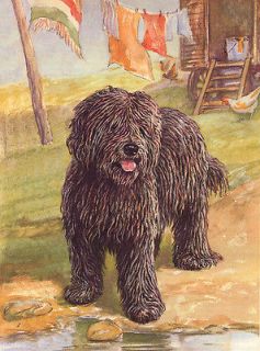 HUNGARIAN PULI LOVELY 8 X 10 DOG PRINT MOUNTED READY TO FRAME