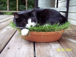 Organic Cat Grass Seeds ★ Rye ★ Great for Digestive System ★ 200 