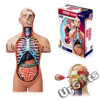 4d puzzle body torso 54pcs human anatomy 3d model large