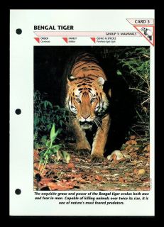 THE BENGAL TIGER MAMMAL FOLD OUT INFO SHEET WIL​DLIFE FACT FILE #5