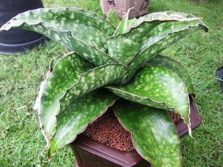 Sansevieria Dragon Wing Compact Shape Huge Form Plant Nice When Big