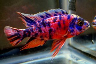 Tropical Fish African Cichlids, 3 Red/Blue OB Peacocks, 