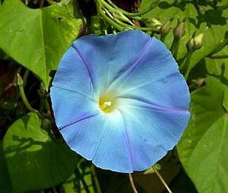 MORNING GLORY Ipomoea Tricolor   1,000 Untreated Bulk Flower Seeds