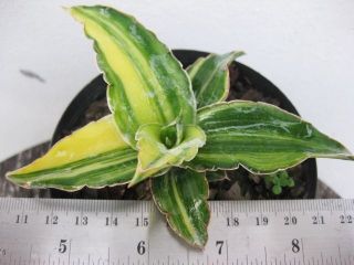 sansevieria striata variegated katana nice plant new a+ from thailand