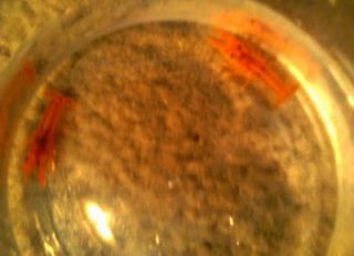 newly listed dwarf orange crayfish cpo breeding pair time left