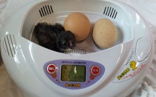   Mini Poultry Bird Egg Incubator,Broo​der Auto Egg Turner,Adaptor