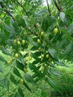   Seeds Azadirachta indica Indian Lilac Village Pharmacy Sacred Tree