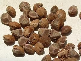 hawaiian baby woodrose madag ascar strain 20 seed pack time
