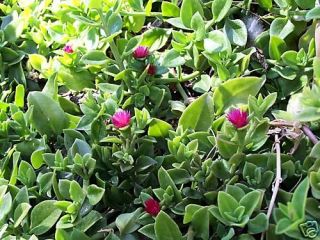 pretty hearts and flowers trailing succulent cutting 